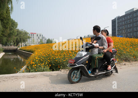 Familie reiten auf Elektrofahrrad, überlastet, zusammen, Tag Stockfoto