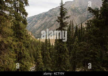 Kirgisistan. Schlucht barskoon. Schöne Sicht auf die Berge, mit Nadelwald bedeckt. Stockfoto