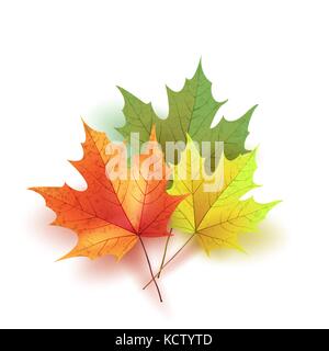 Blätter im Herbst. farbenfrohen Herbst Ahorn Blätter. Vorlage fo Stock Vektor