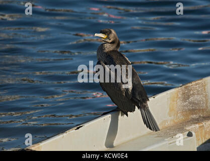 Kormoran, Phalacrocorax carbo, thront auf dem Boot in West Bay Harbour, Dorset, Großbritannien Stockfoto