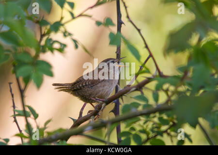 Eurasischen Zaunkönig (troglodytes troglodytes) Singen Stockfoto