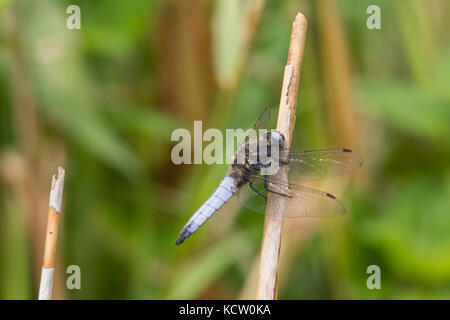 Männlich black-tailed Skimmer, (Orthetrum Cancellatum) in Ruhe Stockfoto