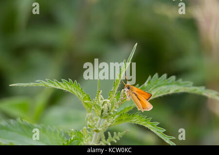 Essex skipper (thymelicus Lineola) Stockfoto