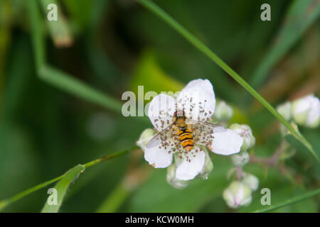 Episyrphus balteatus, manchmal auch als "The Marmalade hoverfly auf einer Blume thront. Stockfoto