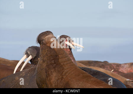 Männliche Walross (odobenus rosmarus) ruht auf einem Strand Stockfoto