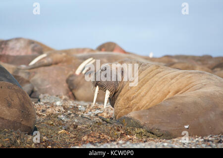 Männliche Walross (odobenus rosmarus) ruht auf einem Strand Stockfoto