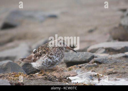 Meerstrandläufer (Calidris maritima) Stockfoto