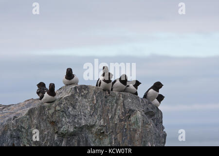 Eine Gruppe von kleinen auk auch bekannt als dovekie (alle) auf einem Felsen thront. Stockfoto