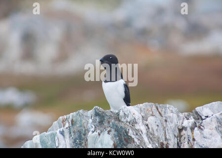 Little auk oder dovekie (alle alle) das Hocken auf einem Felsen Stockfoto