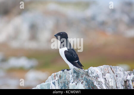 Little auk oder dovekie (alle alle) das Hocken auf einem Felsen Stockfoto