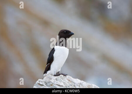 Little auk oder dovekie (alle alle) das Hocken auf einem Felsen Stockfoto