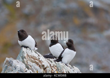 Eine Gruppe von kleinen auk oder dovekie (alle alle) das Hocken auf einem Felsen Stockfoto