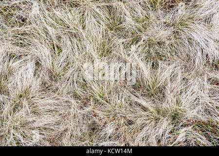 Das Bild wurde bei einer Wanderung auf den Kjølen (Berg) aufgenommen. Nahaufnahme der Textur im Gras. Kvaløya, Tromsø, Norwegen. Stockfoto