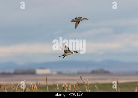 Northern Pintail (Anas acuta) Malerische Ente, männlich und weiblich, ins Land. Inverlake Straße, Alberta, Kanada Stockfoto