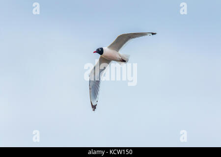 Franklin's Möwe (pipixcan Leucophaeus) im Flug, gegen den blauen Himmel, Frank Lake, Alberta, Kanada Stockfoto