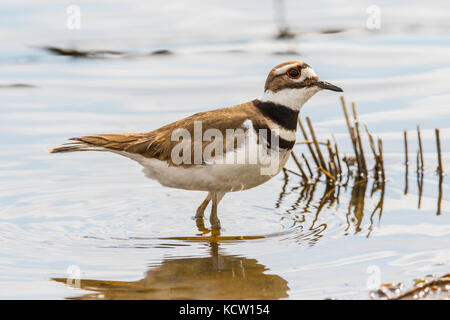 Killdeer (Charadrius vociferus) An der Küste bei Unkraut Lake, Alberta, Kanada Stockfoto