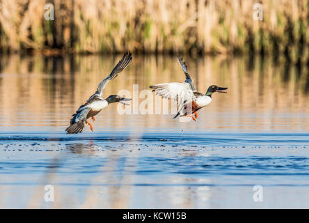 Northern Shoveler Männlich (Anas Clypeata) Matten verhalten, zwei Männer über weibliche Schlacht., auf Prairie Slough. Frank Lake, Alberta, Kanada Stockfoto