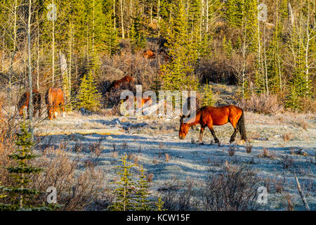 Wild Horse-Wilden (Equus caballus) Schöne, robuste wildes Pferd, in der Alberta Ausläufern, ihren natürlichen Lebensraum. Winkelstück fällt, Alberta, Kanada Stockfoto