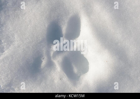 Das Bild wurde bei einer Wanderung auf den Kjølen (Berg) aufgenommen. Nahaufnahme eines Fußabdrucks von einem Tier im Schnee. Kvaløya, Tromsø, Norwegen. Stockfoto