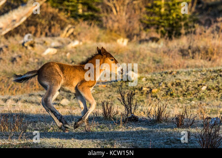 Wild Horse Colt-Wilden (Equus caballus) Schönen, neuen Colt, Gefühl, verspielt, in der Alberta Ausläufern, ihren natürlichen Lebensraum. Winkelstück fällt, Alberta, Kanada Stockfoto