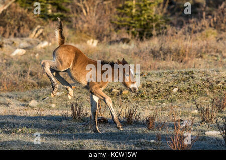 Wild Horse Colt-Wilden (Equus caballus) Schönen, neuen Colt, Gefühl, verspielt, in der Alberta Ausläufern, ihren natürlichen Lebensraum. Winkelstück fällt, Alberta, Kanada Stockfoto