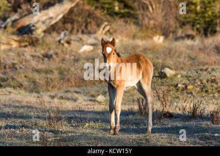 Wild Horse Colt-Wilden (Equus caballus) Schönen, neuen Colt, Gefühl, verspielt, in der Alberta Ausläufern, ihren natürlichen Lebensraum. Winkelstück fällt, Alberta, Kanada Stockfoto