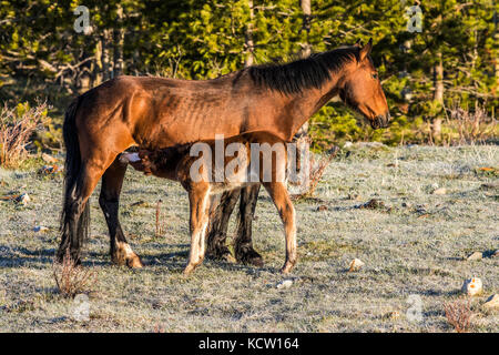 Wild Horse-Wilden (Equus caballus) Schöne, robuste Junge Wilde Stute und Fohlen, in der Alberta Ausläufern, ihren natürlichen Lebensraum. Winkelstück fällt, Alberta, Kanada Stockfoto