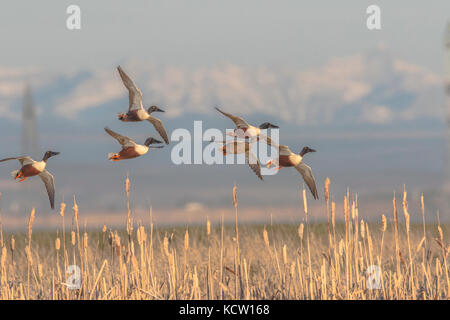 Northern Shoveler M&F (Anas Clypeata) Bunte Männlichen und Weiblichen im Flug. Unkraut Lake, Alberta, Kanada. Stockfoto