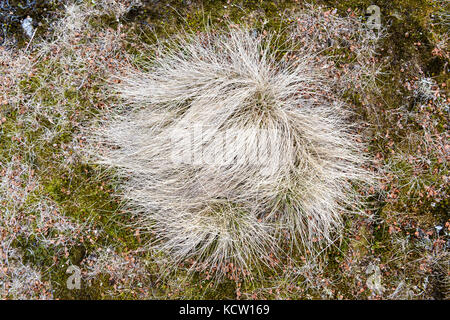 Das Bild wurde bei einer Wanderung auf den Kjølen (Berg) aufgenommen. Nahaufnahme von Gras. Kvaløya, Tromsø, Norwegen. Stockfoto