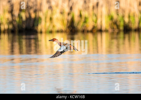 Cinnamon Teal (Anas cyanoptera) Gefangen im Flug, bunten, schönen Vogel, Slough in der Nähe von Calgary, Alberta, Kanada Stockfoto