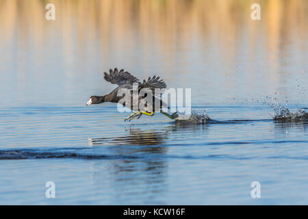 Amerikanische Blässhuhn (Fulica americana), territoral Schutz verhalten, Frank Lake, Alberta, Kanada Stockfoto