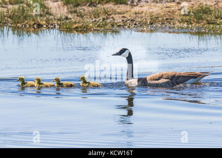 Kanadagans (Branta canadensis) Unverwechselbare grau, schwarz-weiße Färbung der Eltern und der gelbe von Jungen, Schwimmen im blauen Wasser, der Prairie Slough. Sadlers Slough, Alberta, Kanada Stockfoto