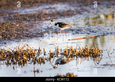 Black-necked Stelzenläufer (Himantopus mexicanus) Bunt, mit Reflexion im Wasser, auf der Suche nach Nahrung. Unkraut Lake, Alberta, Kanada Stockfoto