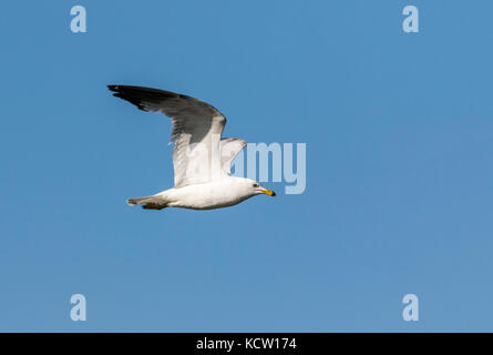 Ring-billed Gull (Larus delawarensis) Fliegen über Unkraut See, auf der Suche nach Essen. Unkraut Lake, Alberta, Kanada Stockfoto