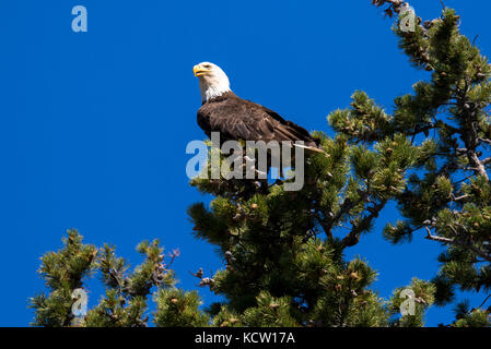 Der Weißkopfseeadler (Haliaeetus leucocephalus) auf einem Baum oben thront, auf der Suche nach Essen. Cranbrook, British Columbia, Kanada Stockfoto