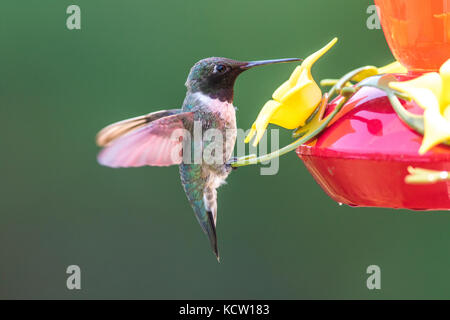 Ruby-throated hummingbird, Archilochus colubris, männlich. Das Sitzen auf einem Hinterhof des Schrägförderers und Fütterung, Cranbrook, British Columbia, Kanada Stockfoto