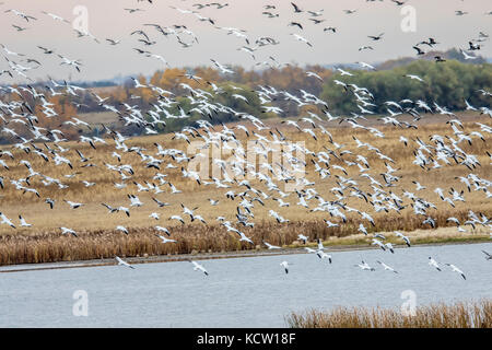 Snow Goose weiße Phase (Chen Caerulescens) im Flug und Landung in einer Wiese Slough, wunderschönen weißen Vogel. Kindersly, Saskatchewan, Kanada Stockfoto