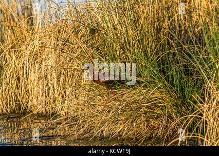 White-faced Ibis (Plegadis chihi) Helle, farbenfrohe Vogel, in der Shoreline Schilf sein natürlicher Lebensraum, Frank Lake, AB, Kanada Stockfoto