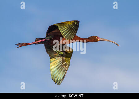 White-faced Ibis (Plegadis chihi) Gefangen im Flug, zeigt seine brillante Farben, rote Augen und gebogenen Schnabel. Frank Lake, Alberta, Kanada Stockfoto