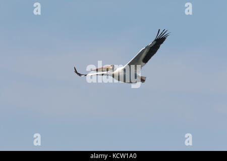 American White Pelician (Pelecanus erythrorhynchos) Gefangen im Flug, mit Flügeln, gerade heraus, weiße Pelikan fliegt gegen den blauen Himmel. Carsland Wehr, Alberta, Kanada Stockfoto