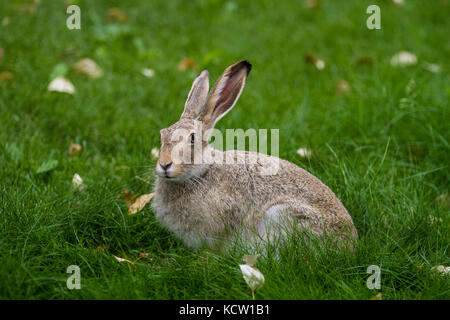 Cottontail Rabbit (Sylvilagus floridanus) Stadt cottontail, remainng regungslos sitzen im grünen Gras, in die Kamera schaut Stockfoto