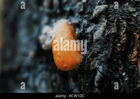 Extreme close-up von getrockneten orange gelb Kunstharz mit Luftblasen auf Baumrinde Stockfoto