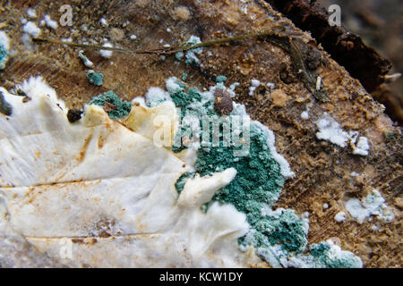 Extreme close-up aus weißen und blauen Schimmel auf Holz Stockfoto