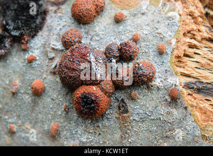 Extreme close-up von Buche woodwart Pilze hypoxylon fragiforme auf Holz Stockfoto