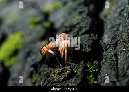 Extreme close-up von winzigen Pilze wachsen aus Moos bedeckt Baumrinde Stockfoto