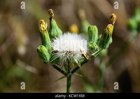 Nahaufnahme der SOW-thistle Blüten und Samen im Sommer Stockfoto