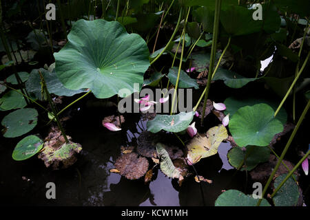 Malerischer Blick auf Lily Pads mit Pink Lotus Blütenblätter auf dem Wasser schwimmend Stockfoto