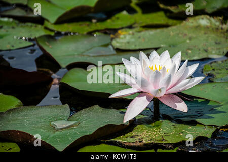 In der Nähe von Rosa oder Seerose Nymphaea alba f. rosea Floating in Teich neben anderen Lily Pads Stockfoto