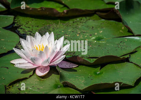 In der Nähe von Rosa oder Seerose Nymphaea alba f. rosea Floating in Teich neben anderen Seerosen im Teich Stockfoto