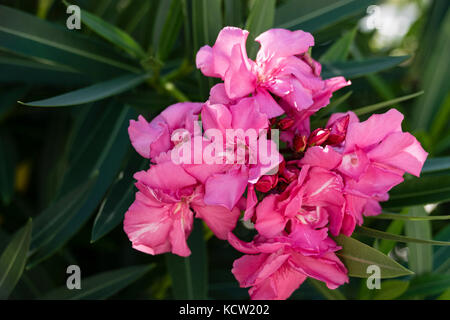 In der Nähe von empfindlichen Nerium oleander rosa Blumen in voller Blüte im Sommer Stockfoto